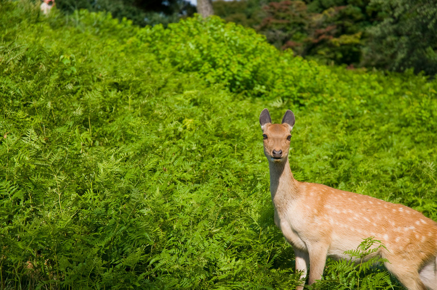 写真・カメラエントリー：耳が立ってる鹿