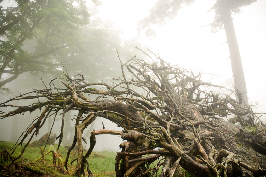 写真・カメラエントリー：なぎ倒される大木