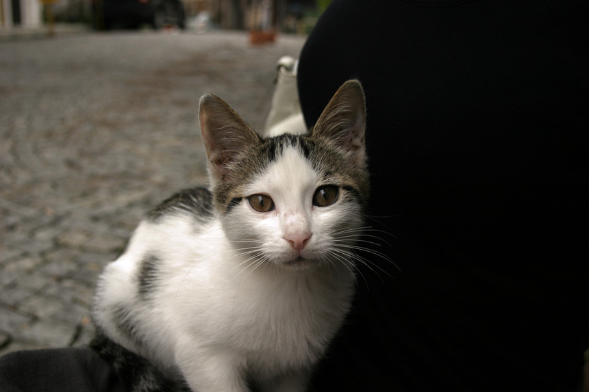 写真・カメラエントリー：トルコ旅行記　「猫」