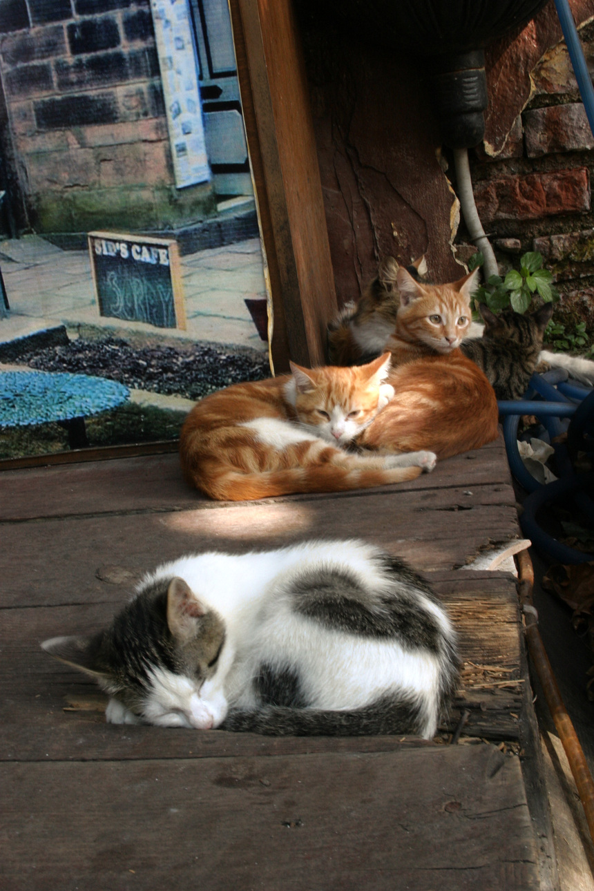 写真・カメラエントリー：トルコ旅行記　「街角の猫達」