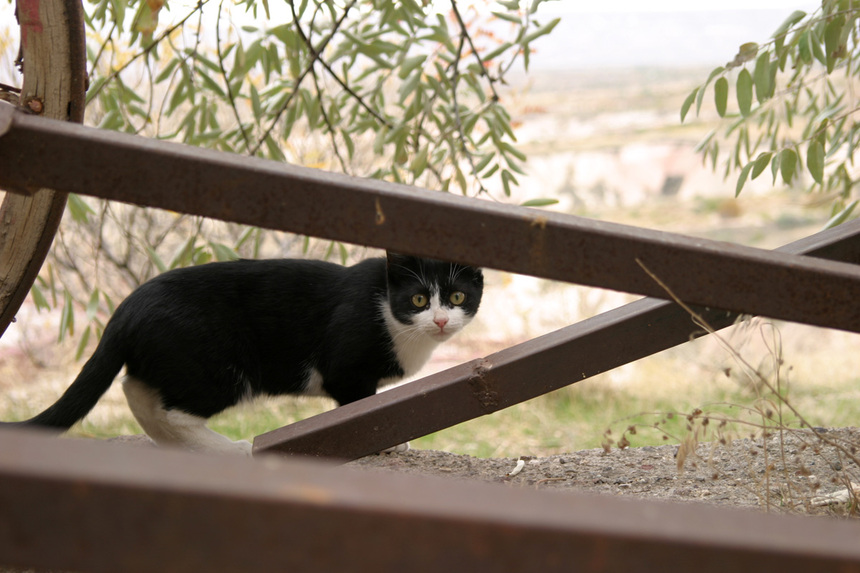 写真・カメラエントリー：トルコ旅行記　「猫に見つかる」