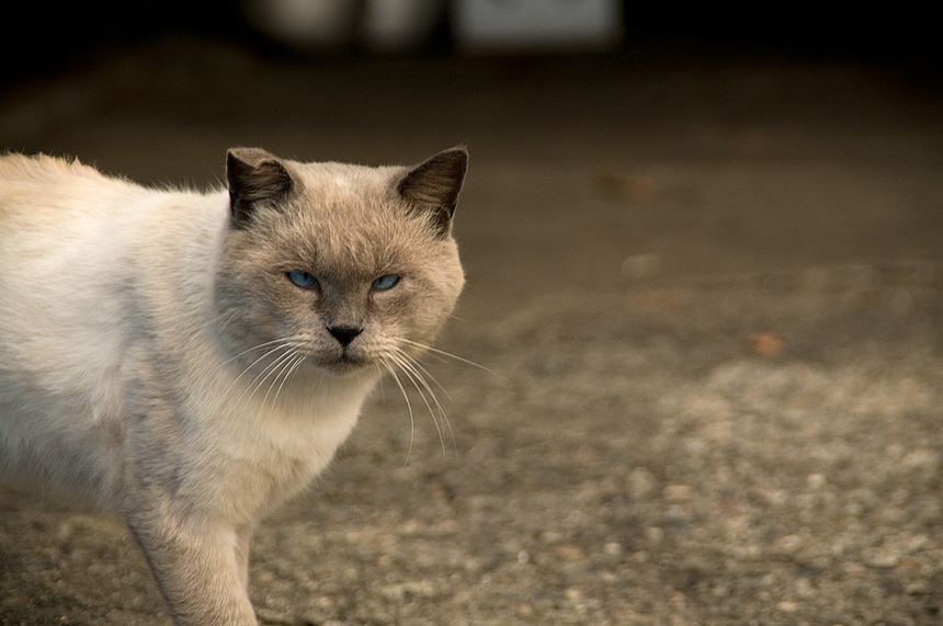 写真・カメラエントリー：岬のボス猫