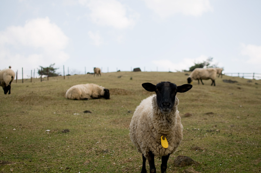写真・カメラエントリー：羊だらけの牧場